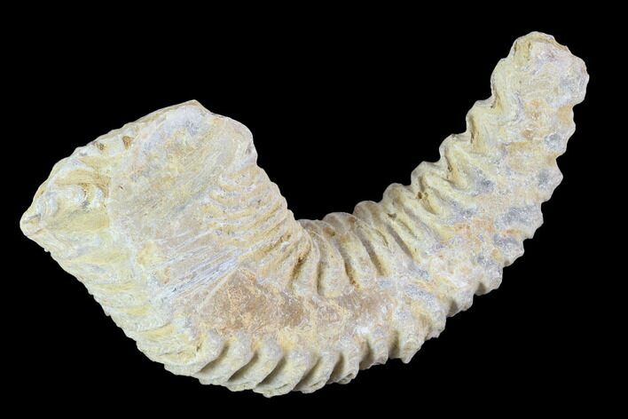 Cretaceous Fossil Oyster (Rastellum) - Madagascar #100356